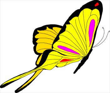 butterfly-11