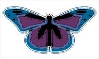 butterfly-111
