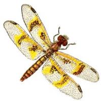 amber-wing-dragonfly-female