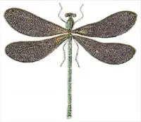 black-wing-dragonfly