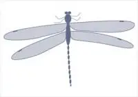 damselfly