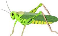 grasshopper