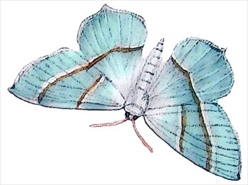 Light-Emerald-Campaea-margatitaria