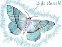 Light-Emerald-Moth