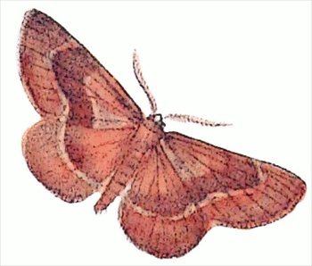 barred-red-Ellopia-fasciaria