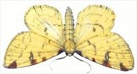 brimstone-moth-Rumia-cretagata