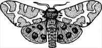 moth-wings-open