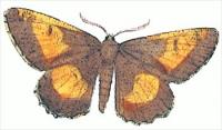 orange-moth-Angorona-prunaria