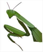 preying-mantis-close