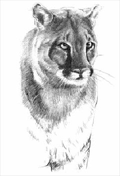 cougar-Felis-concolor