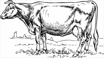 cow-sketched