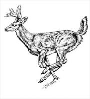 deer-1