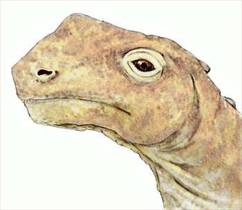 Abrosaurus-head