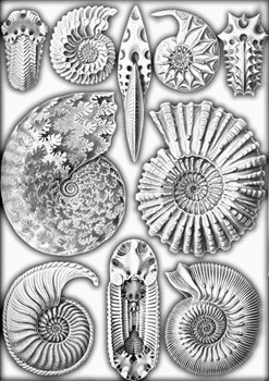 Ammonitida