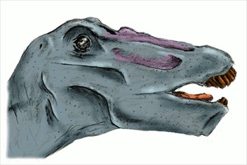 Apatosaurus-head