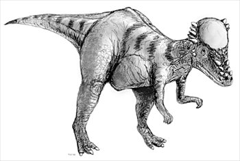 Pachycephalosaurus