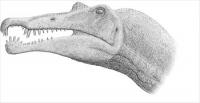 Spinosaurus-skull