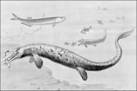 mosasaurus