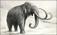 wooly-mammoth