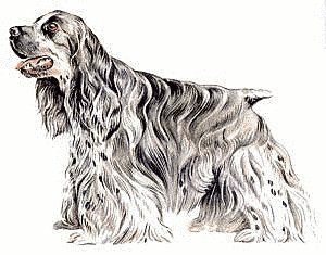 American-Cocker-Spaniel