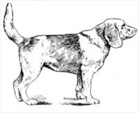 beagle-BW