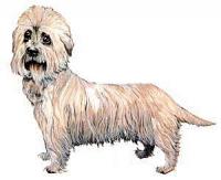 Dandie-Dinmont