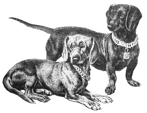 dachshunds