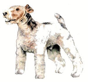 Fox-Terrier