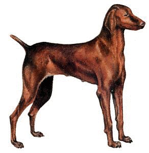 Hungarian-Vizsla