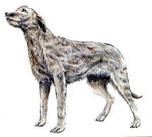 Irish-Wolfhound