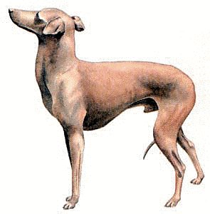 Italian-Greyhound