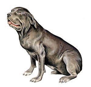 Neapolitan-Mastiff