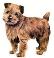 Norfolk-Terrier