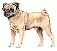 Pug