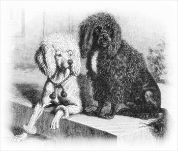 poodles