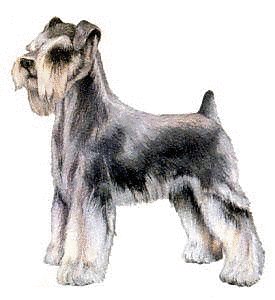 Schnauzer