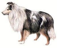 Shetland-Sheepdog