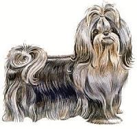 Shih-Tzu