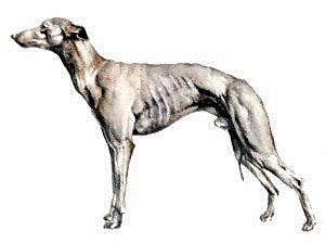 Whippet