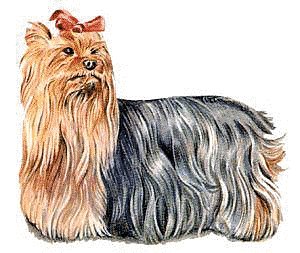 Yorkshire-Terrier