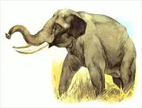 elephant