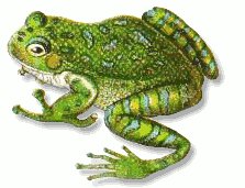 Florida-tree-frog
