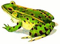leopard-frog