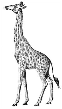 giraffe