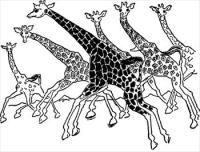 giraffes-running
