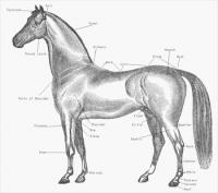 Horse-parts