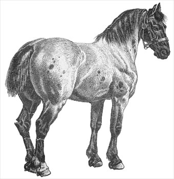 horse-17