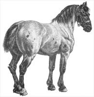 horse-17