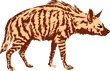 Hyena-1