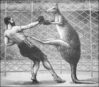 kangaroo-boxing